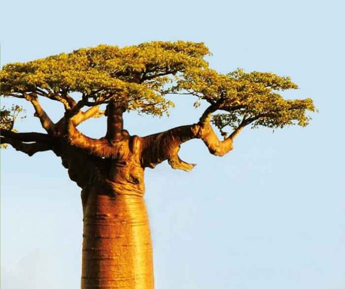 el fruit del baobab